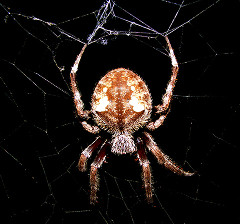 
 Big female in her night web